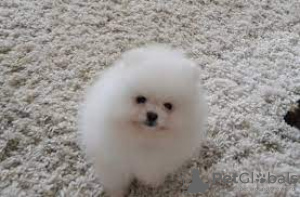 Photo №2 to announcement № 88682 for the sale of pomeranian - buy in Israel 