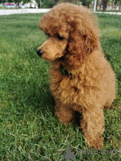 Photo №3. Red Dwarf Poodle Male. Serbia