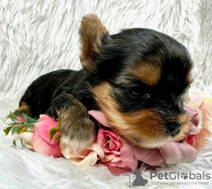 Photo №2 to announcement № 123112 for the sale of beaver yorkshire terrier - buy in United States breeder