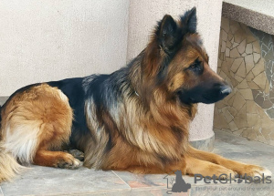 Additional photos: long haired german shepherds with FCI pedigree