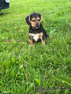 Photo №1. east-european shepherd - for sale in the city of Minsk | 15$ | Announcement № 147273