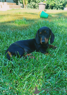 Photo №1. dachshund - for sale in the city of Püspökladány | 70$ | Announcement № 76807