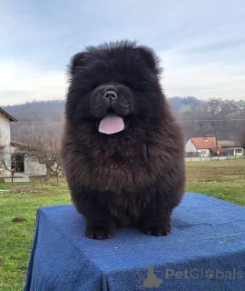 Photo №2 to announcement № 135807 for the sale of chow chow - buy in Serbia private announcement