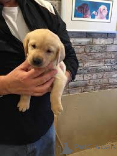 Photo №2 to announcement № 165583 for the sale of labrador retriever - buy in Netherlands private announcement, breeder