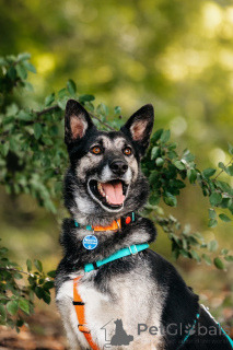 Photo №2 to announcement № 137390 for the sale of  - buy in Russian Federation 