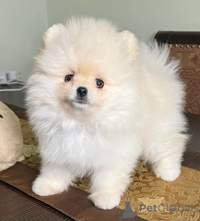 Photo №2 to announcement № 173308 for the sale of pomeranian - buy in France private announcement