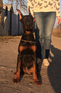 Photo №1. dobermann - for sale in the city of Sumy | 894$ | Announcement № 3099