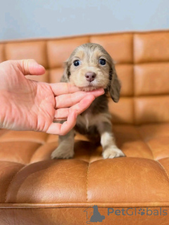 Photo №2 to announcement № 164548 for the sale of dachshund - buy in Finland private announcement, from the shelter