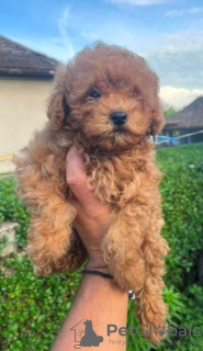 Photo №4. I will sell poodle (dwarf) in the city of Veliko Gradište.  - price - negotiated