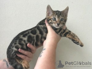 Photo №2 to announcement № 64645 for the sale of bengal cat - buy in Germany private announcement, from nursery
