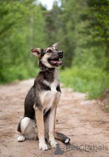 Photo №2 to announcement № 145662 for the sale of non-pedigree dogs - buy in Russian Federation private announcement