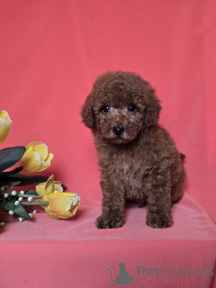 Photo №1. poodle (toy) - for sale in the city of Zrenjanin | negotiated | Announcement № 166421