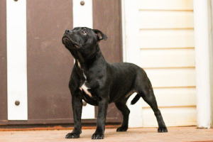 Photo №4. I will sell staffordshire bull terrier in the city of Yoshkar-Ola. private announcement - price - Negotiated