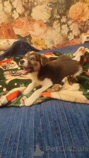 Photo №4. I will sell non-pedigree dogs in the city of Moscow river. private announcement - price - Is free