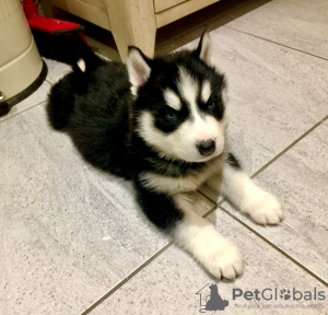 Photo №1. siberian husky - for sale in the city of Kirov | Is free | Announcement № 12229