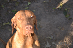 Photo №2 to announcement № 35755 for the sale of vizsla - buy in Ukraine private announcement, from nursery, breeder