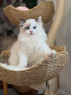 Photo №1. ragdoll - for sale in the city of Egilsstaðir | 850$ | Announcement № 157469