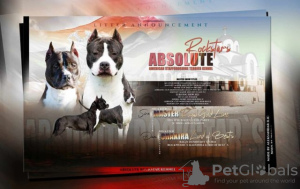Photo №1. american staffordshire terrier - for sale in the city of Ниш | negotiated | Announcement № 94224