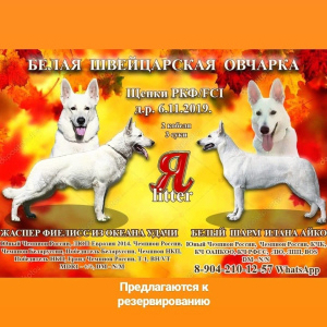 Photo №2 to announcement № 4402 for the sale of berger blanc suisse - buy in Russian Federation private announcement
