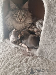 Photo №3. Maine Coon Kätzchen männlich weiblich. Germany