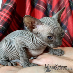 Photo №1. sphynx-katze - for sale in the city of Minsk | 860$ | Announcement № 24269