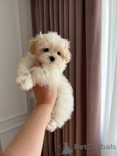 Photo №1. maltipu - for sale in the city of Aleksandria | negotiated | Announcement № 167217