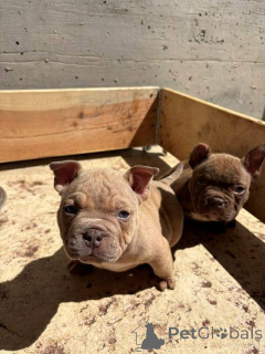 Photo №3. American Bully Exotic Micro Puppies. Serbia