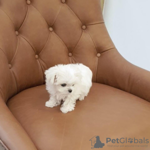 Photo №1. maltese dog - for sale in the city of Marseilles | 371$ | Announcement № 107565