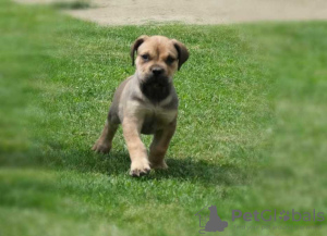 Photo №2 to announcement № 123668 for the sale of boerboel - buy in Germany 