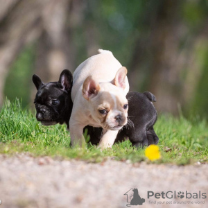 Additional photos: french bulldog