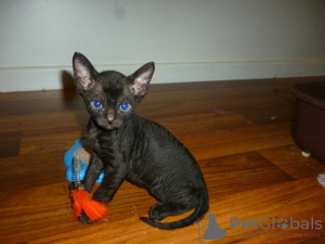 Photo №3. Devon-Rex-Kätzchen stehen zur Adoption zur Verfügung. Germany