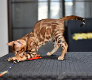 Photo №2 to announcement № 24454 for the sale of bengal cat - buy in Belarus private announcement, from nursery, breeder