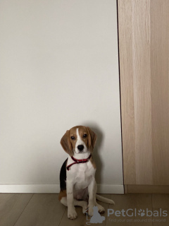 Photo №2. Mating service beagle. Price - Is free