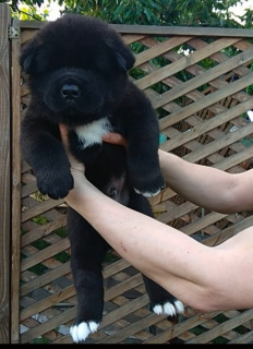 Photo №3. I will sell puppies of the American Akita ksu. Russian Federation