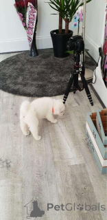 Photo №2 to announcement № 176163 for the sale of akita - buy in Germany 