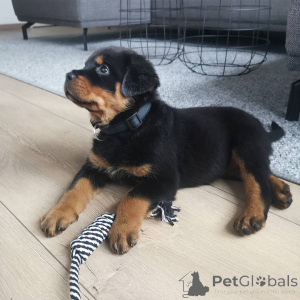 Photo №1.  - for sale in the city of Vienna | 292$ | Announcement № 142271