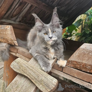 Photo №1. maine coon - for sale in the city of Bienne | negotiated | Announcement № 156994