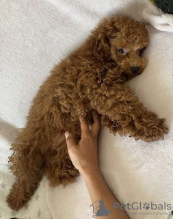 Additional photos: Red Poodle, male puppy