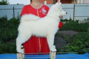 Photo №4. I will sell yakutian laika in the city of Ulyanovsk. from nursery - price - 322$