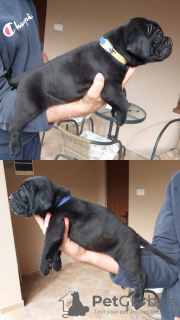 Photo №4. I will sell cane corso in the city of Zrenjanin. private announcement - price - negotiated