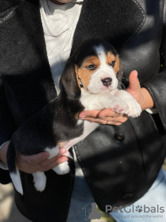 Photo №2 to announcement № 124815 for the sale of beagle - buy in Moldova private announcement