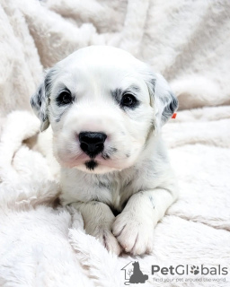 Photo №2 to announcement № 38268 for the sale of dalmatian dog - buy in Austria private announcement