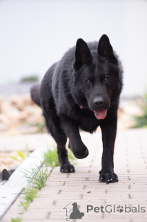 Photo №3. GERMAN SHEPHERD PUPPIES FROM KENNEL. Russian Federation