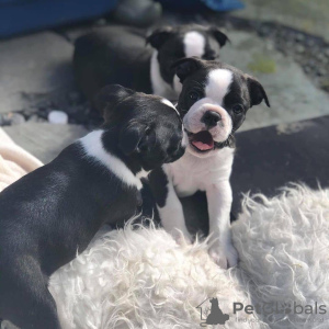 Photo №1. boston terrier - for sale in the city of Regensburg | 412$ | Announcement № 83107