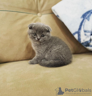 Photo №1. scottish fold - for sale in the city of Floral Park | 300$ | Announcement № 96237