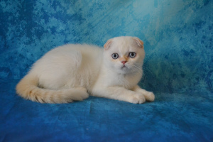 Additional photos: Scottish cat of rare color