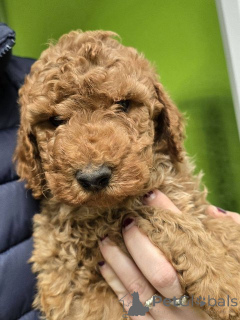 Photo №2 to announcement № 138675 for the sale of poodle (royal) - buy in Serbia 
