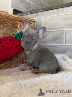 Photo №2 to announcement № 163765 for the sale of french bulldog - buy in Switzerland private announcement, breeder