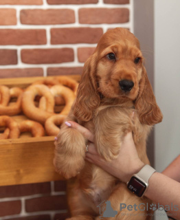 Photo №3. English Cocker Spaniel. Belarus