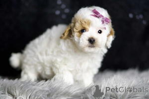 Photo №1. maltipu - for sale in the city of Berlin | 847$ | Announcement № 149852